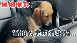 A Beagle abandoned by its former owner, too afraid to enter the house, silently huddled in the corne