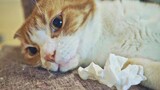 [Hewan] Momen lucu kucing oranye menyanjung kekasihnya