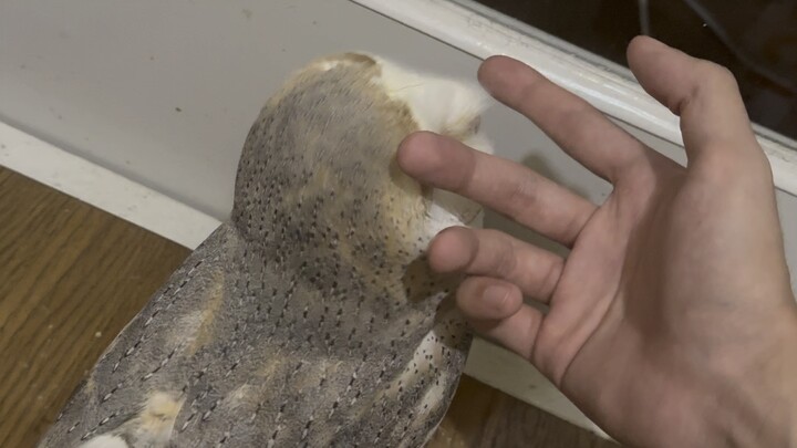 Setelah merawat selama 6 bulan, akhirnya bisa membelai Li!