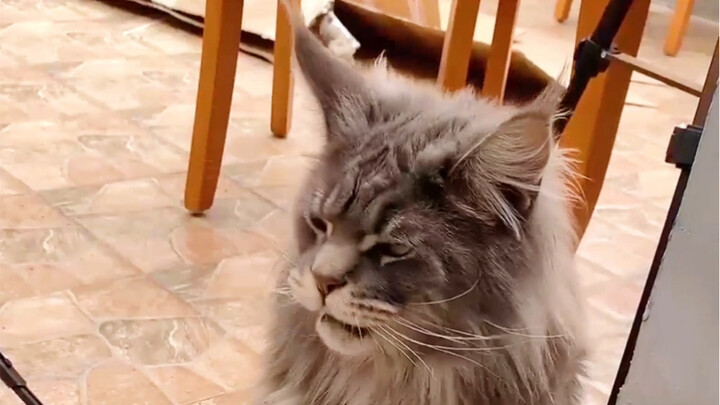 What’s it like when a cat’s appearance doesn’t match its voice?