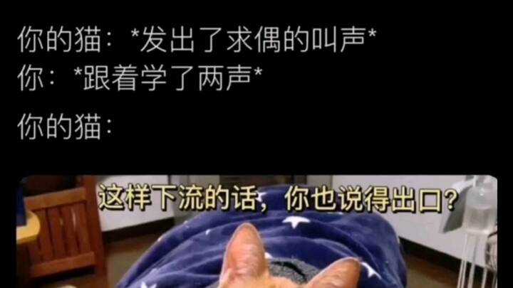 “Sau khi tôi học theo mấy tiếng kêu của mèo, con mèo của tôi liền: ‘Tiểu phẩm cười hàng ngày’”