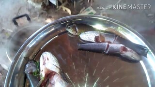 #ปลาช่อนนาต้มน้ำปลาร้า  (ใส่ผักแขยง ) ปลาสดๆจากสระเลย