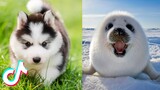 Animals SOO Cute You Have to See Them 🥰