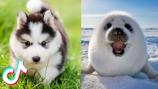 Animals SOO Cute You Have to See Them 🥰