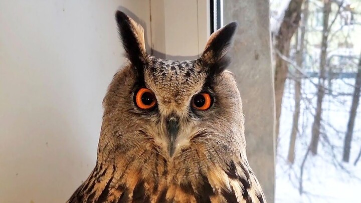 The owl winked at me—oh, I’m dead!!