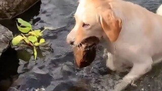 Tôi chưa bao giờ thấy một con chó nào có thị lực kém như vậy!