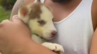 When your birthday gift for Dad is a little puppy
