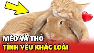 TÌNH YÊU KHÁC LOÀI của MÈO VÀ THỎ sống chung nhà khiến Sen ghen tị  😂 | Yêu Lu