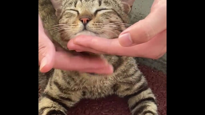 South China University of Technology's Campus Cat | Anesthesia-Level Cat-Cuddling Technique