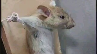 Is this a violation of heavenly rules??