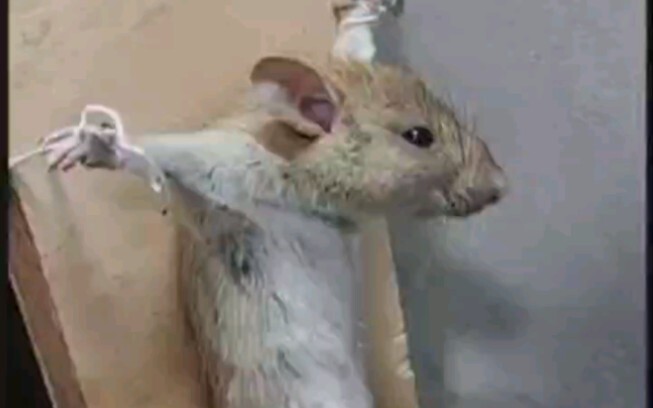 Is this a violation of heavenly rules??