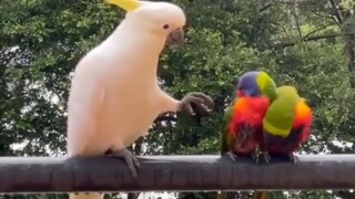 "The Metamorphosis Parrot with Changed Painting Style"