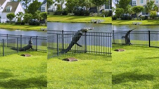 这是谁家的鳄鱼 它爬栏杆跑了