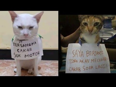 AKHIRNYA PELAKU KETANGKEP.. 86 Siap..!!