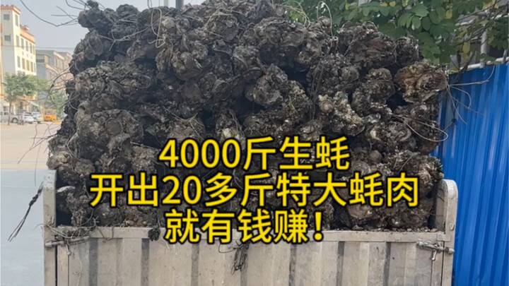 إذا تمكنت من فتح 20 كيلوغرامًا من لحم المحار كبير الحجم من 4000 كيلوغرام من المحار، فسوف تربح المال.