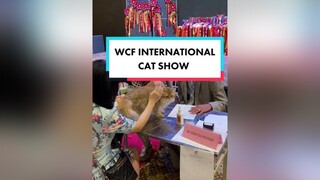 Lần đầu tiên trong đời được thấy tận mắt nhiều mèo đẹp đến thế 🥺 catshow wcf catsoftiktok cat mèo