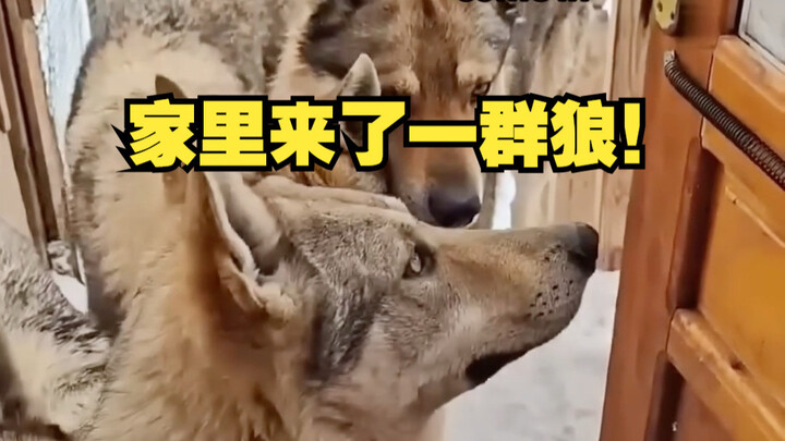 门外好像有客人？哦~是狼群要来做客呀~~~