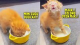 NGAKAK BANGET.! Saking Hausnya, Kucing Oren Bocil Minum Susu Sampe Blepotan ~ Video Kucing Lucu