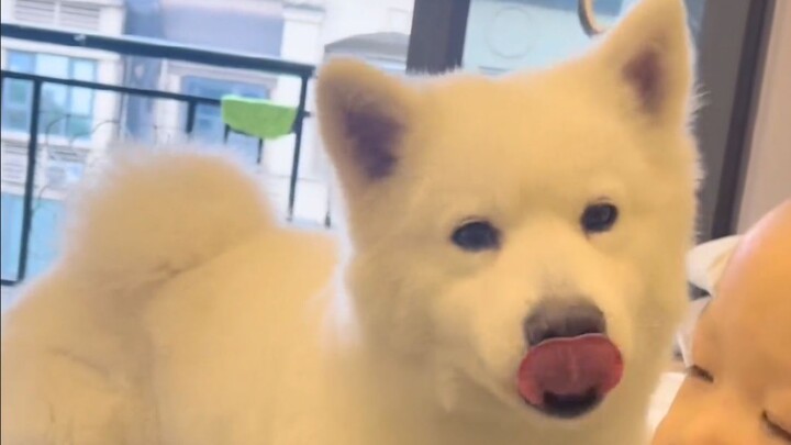 Anjing: Tuan, aku cinta kamu! Ini nggak ada hubungannya sama makanan!