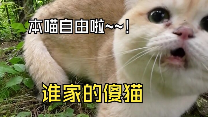 صادف المعلم مياو قطة أليفة تريد “التجوال” في الشوارع: “أنتِ تخرجين للشارع؟ ستجوعين بعد ثلاثة أيام!”