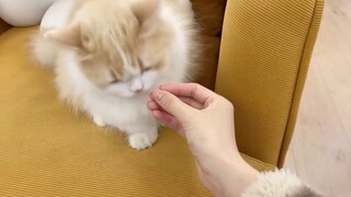Can cats recognize themselves in the mirror? Experts: They may think they are human!