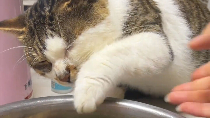 Kitten: I can’t see a thing—I’m sure she can’t either.