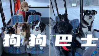 The "Dog Day Care" school bus is about to arrive. Dogs are requested to board and take their seats i