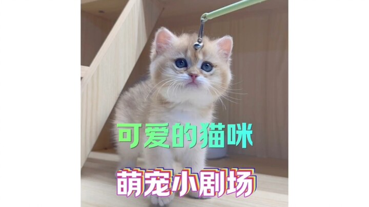 แมวน่ารักกว่าที่คุณคิด