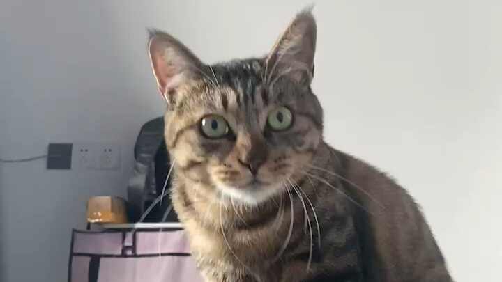 The moment the cat’s eyes turn round...