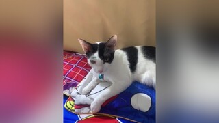 Chiều nay của phanyennhi và mèoyamaha , dùng gì vẽ chân mày trắng cho mèoyamaha đây m.n🤣🤣tếtđoanngọ mèoyanghồ mèo