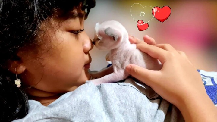 Bayi Kucing Cium Kakak Hanum Lagi! 😱 Kucing Hanum - Miss Cemplon