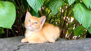 Lihatlah Kucong Liar yang Lucu