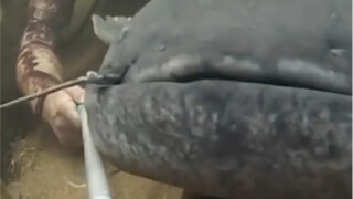 Such a big catfish, will it swallow people away in one bite?