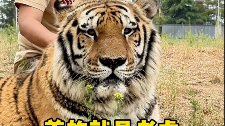 มีใครบ้าขนาดเลี้ยงเสือไว้ตอนแก่บ้าง?