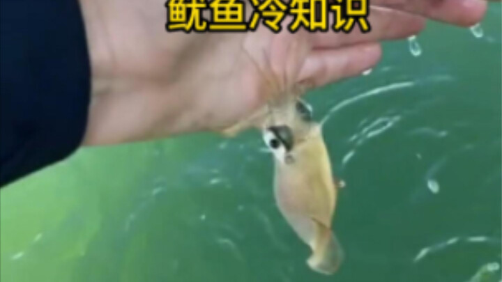 รวมเกร็ดความรู้แปลกๆ เกี่ยวกับปลาหมึก ปลาหมึกกัดคนได้ และเปลี่ยนสีได้ในพริบตา แถมยังมีวิธีกินปลาหมึก