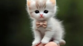 Có phải cả thế giới đều sẽ thích những chú mèo nhỏ siêu cấp đáng yêu dễ thương không nhỉ