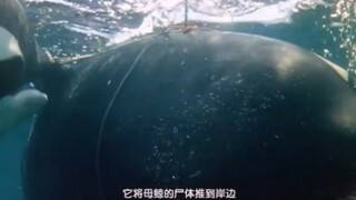男人杀死一头母鲸鱼，没想法惨遭公鲸疯狂的报复《杀人鲸》