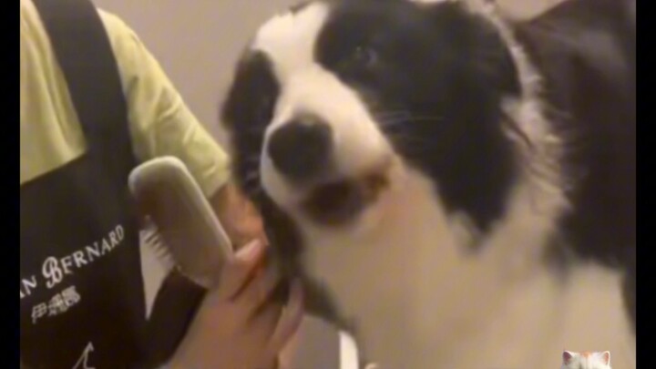 Why I Don’t Get a Border Collie