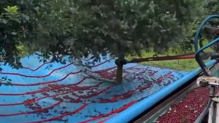 How Cherries Are Harvested Overseas