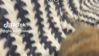 How to SHOW your'e LOVE for Cat's😊.