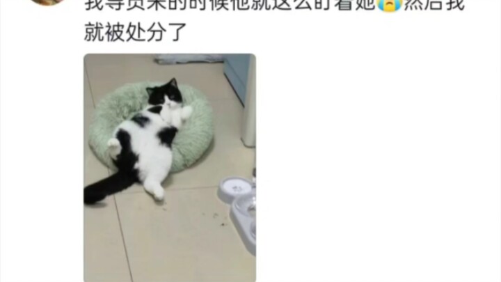 Sangat berani, kucing kecil ini bahkan berani menggoda dosen pembimbingku