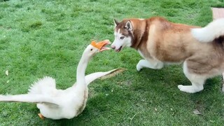 Border Collie dipukuli oleh pengganggu desa Goose, jadi dia meminta Husky untuk membalas dendam, dan