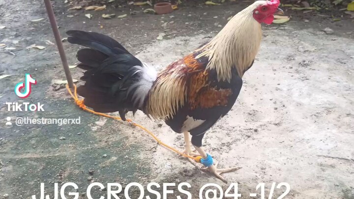 JGG croses @ 4-1/2 months old😊