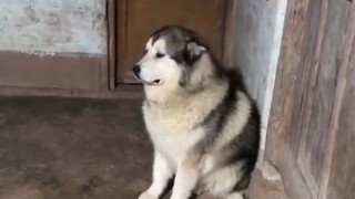 It turns out that dogs can really get angry, and even feel aggrieved to the point of wanting to cry.