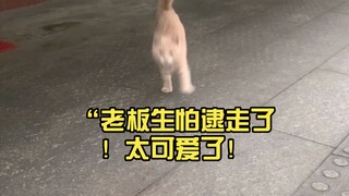 “老板生怕逮走了！太可爱了！这小脑瓜转不过来，得慢慢来～”