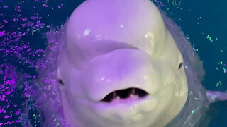 Our Xiao Hei is really smart, you know.