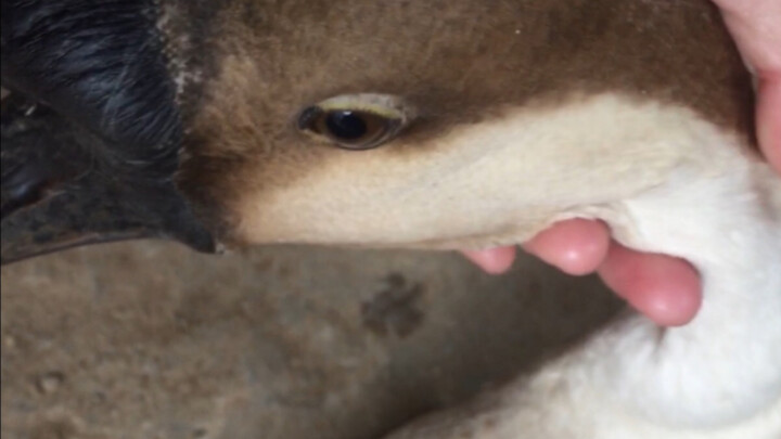 The Sweet-Talking Goose