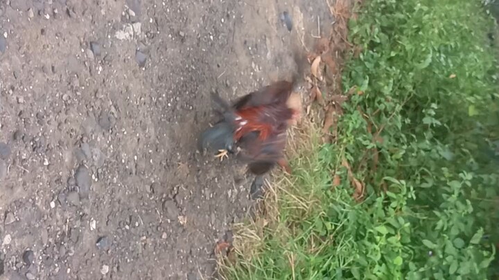 Allen Roundhead spar