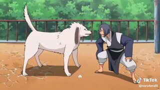 Nói Bà Tsunade Là Bà Già Thì Thôi Đi Đằng Này Còn Chọc Chó Của Kiba Nữa, Báo Quá Báo Rồi Sora Ơi.🤣