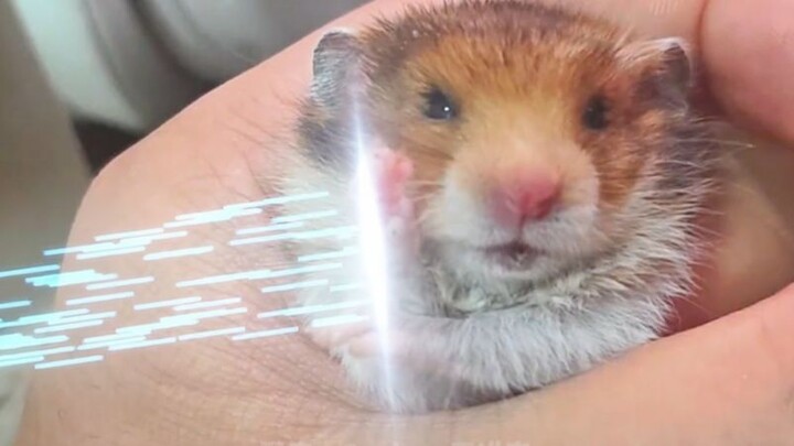 [دبلجة الحيوانات] شوشو، سأقتل توم وحدي